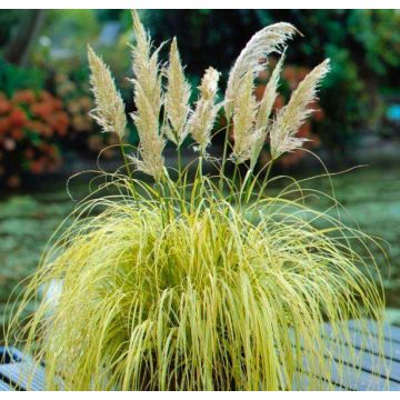 Cortaderia selloana Splendid Star - Dwarf Golden Pampas Grass