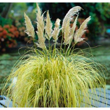 Cortaderia Gold Mini Pampas - Dwarf Golden Pampas Grass