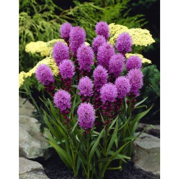 Liatris spicata kobold - Gay Feather