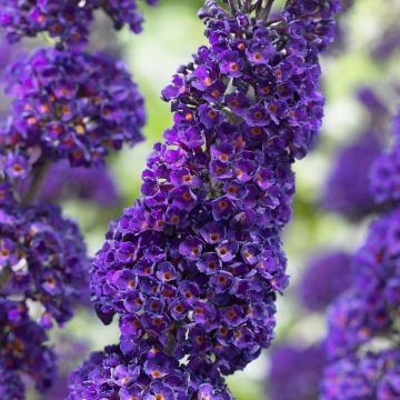 Buddleja davidii Black Knight - Buddleia - Butterfly Bush