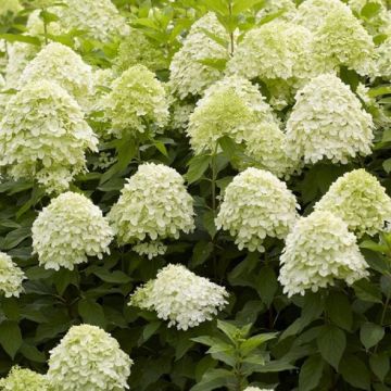 Hydrangea paniculata Limelight - EXTRA LARGE Flowering Plant