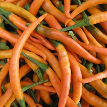 Chilli Pepper Plant 'Kilian'