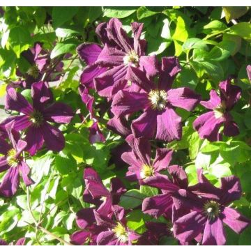 Clematis Romantika - Summer Flowering Clematis