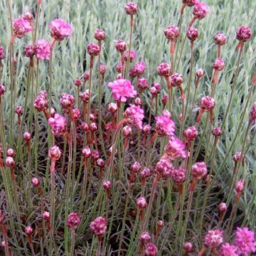 Armeria maritima ''Rubrifolia'' Vesuvius