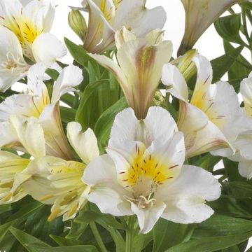 Alstroemeria Summer Sky - Hardy Peruvian Lily - In Bud & Bloom