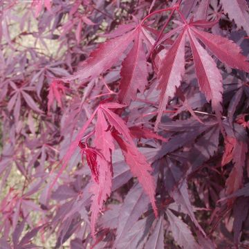 Large Acer Japanese Maple Tree - Suminagashi