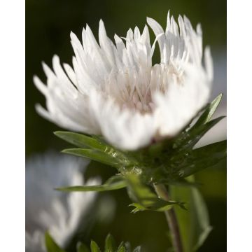 Stokesia laevis 'Alba' - White Star Stokes Aster