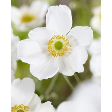 Anemone Honorine Jobert - Japanese Anemone in Bud & Bloom