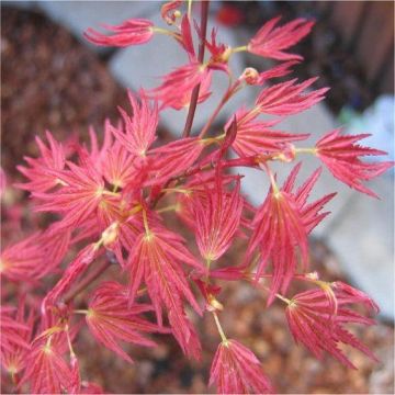 Acer palmatum Wilson's Pink Dwarf - Japanese Maple - LARGE circa 80-100cm