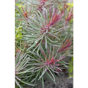 Euphorbia cyparissias 'Fens Ruby'