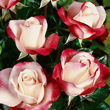 Rose Nostalgie - Hybrid Tea Nostalgia Rose