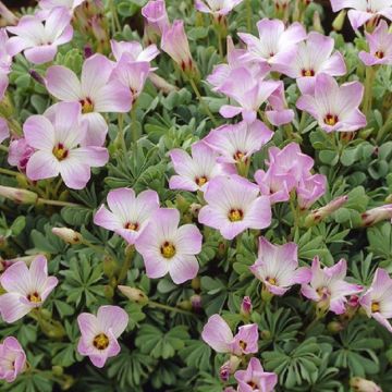 Oxalis adenophylla - Pack of 5 bulbs