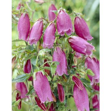 Campanula punctata - Cherry Bells