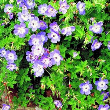 Geranium wallichianum Buxtons Variety