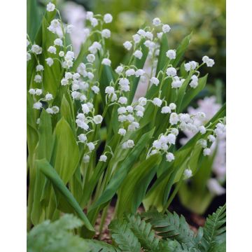 Convallaria majalis - Lily of the Valley Convallaria majalis - Lily of the Valley