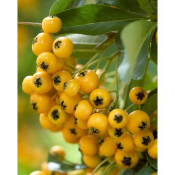 Pyracantha Golden Charmer - Firethorn - LARGE Approx 6ft Hedging Pyracantha