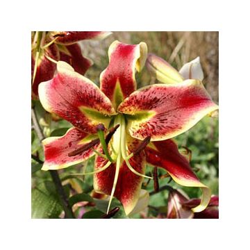Lilium Scheherazade - Pack of 5 Lily Bulbs