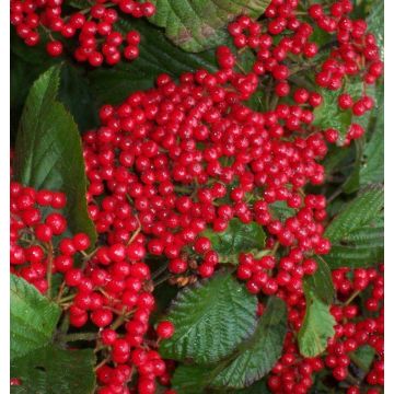 Viburnum dilatatum Sealing Wax