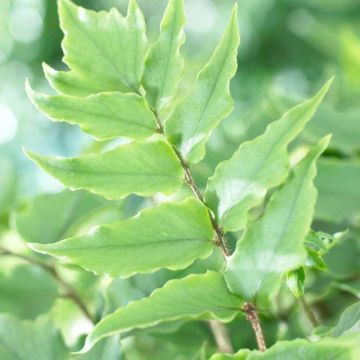 Cyrtomium fortunei clivicola - Evergreen Fern