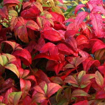 Nandina domestica Firepower - Sacred or Heavenly bamboo