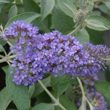 Buddleja Lochinch - Buddleia Butterfly Bush