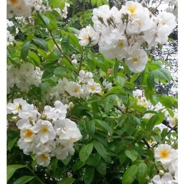 Rose Bobbie James - Multiflora Rambling Rose