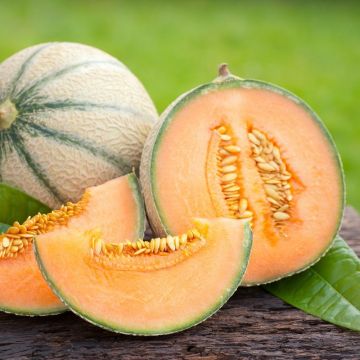 Melon Plant 'Malaga'
