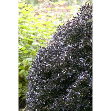 Pittosporum Tom Thumb - 'Kohehu' - Large