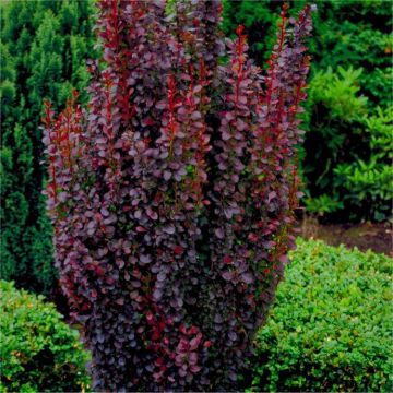 Berberis thunbergii atropurpurea Helmond Pillar - Red Pillar Berberis