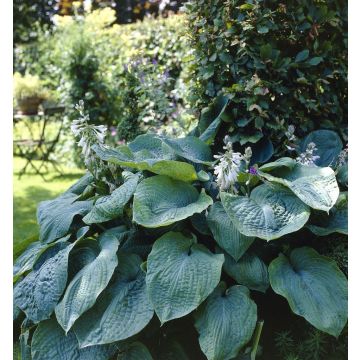 Hosta Big Daddy (sieboldiana hybrid)