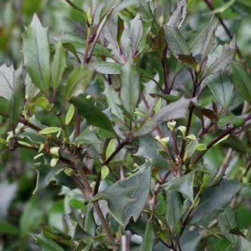 Osmanthus heterophyllus purpureus - Purpleleaf False Holly