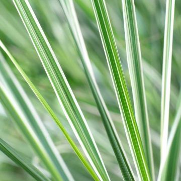Calamagrostis acutiflora 'Overdam' - Variegated Feather Reed Grass