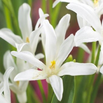 Chionodoxa Luciliae alba - White Glory of the Snow