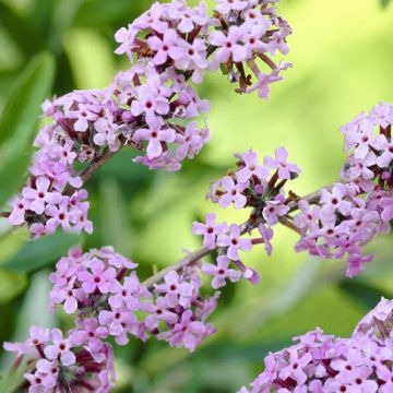 Buddleja alternifolia Unique - Buddleia Butterfly Bush