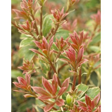 Pieris Little Heath - Lily of the Valley Shrub