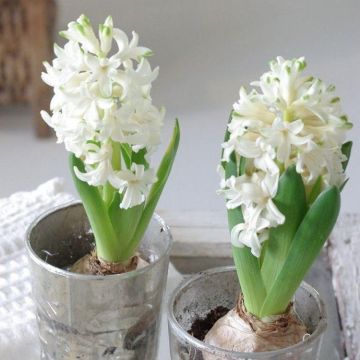 White Hyacinths in Bud