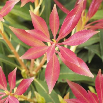 Pieris Forest Flame - Lily of the Valley Shrub