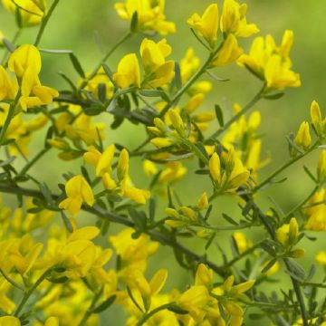 Genista Lydia - Hardy Dwarf Broom