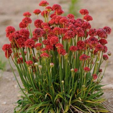 Armeria pseudarmeria Ballerina Red - Large flowered Thrift