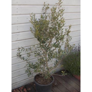Large Mediterranean Olive Shrub circa 80-100cms - Olea europea