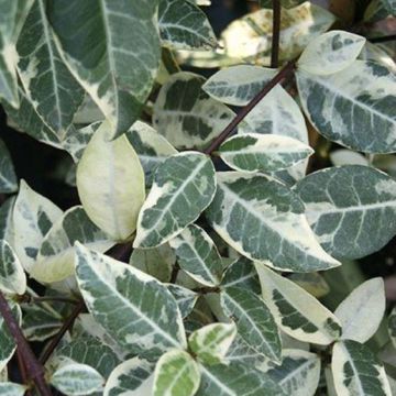 Trachelospermum jasminoides Variegata - 'Star Jasmine' - Large 5-6ft Specimen Climber