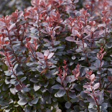 Berberis thunbergii atropurpureum - Purple Barberry