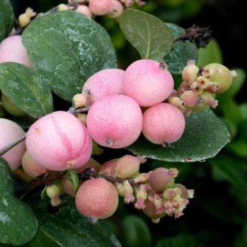 Symphoricarpos doorenbosii 'Mother of Pearl'