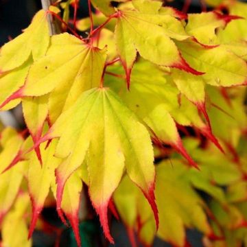 Acer palmatum Tsuma-gaki - Rare Japanese Maple - Large Plant