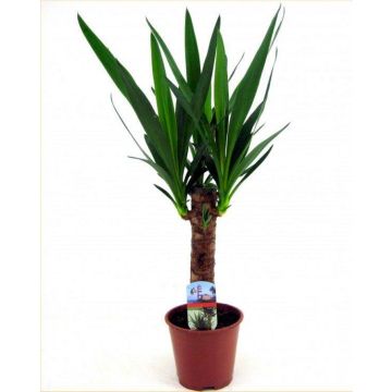 Indoor Yucca Tree - Perfect to Brighten up the Home