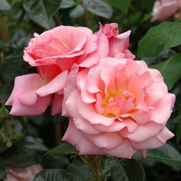 Rose Dixieland Linda - Climbing Rose