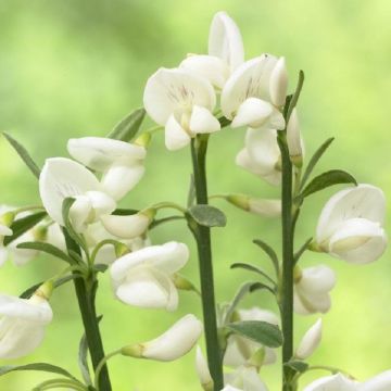 Cytisus praecox albus - White Lion - Broom