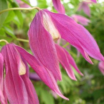 Clematis Columella - Spring Flowering Clematis