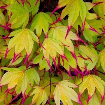 Acer palmatum Tsuma-gaki