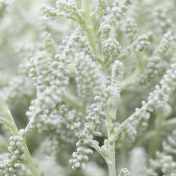 Santolina chamaecyparissus - Cotton Lavender